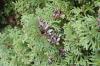 Thuja occidentalis